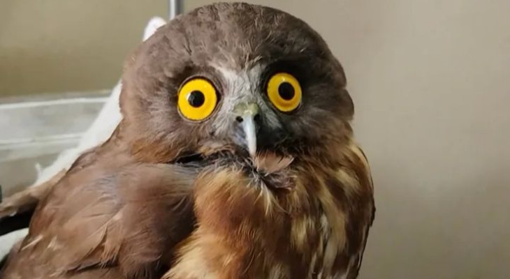 কলাপাড়ায় বিরল প্রজাতির ব্রাউন বুবক পাখি উদ্ধার